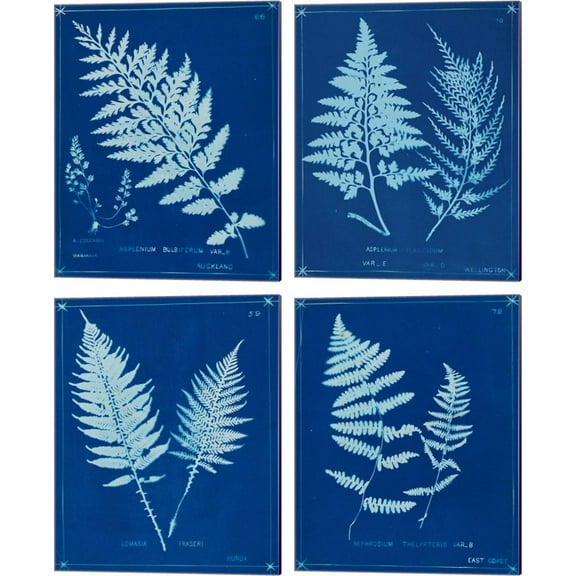 Great Art Now Cyanotype Ferns B by Unknown 4 Piece Canvas Art Set Each 12"W x 15"H
