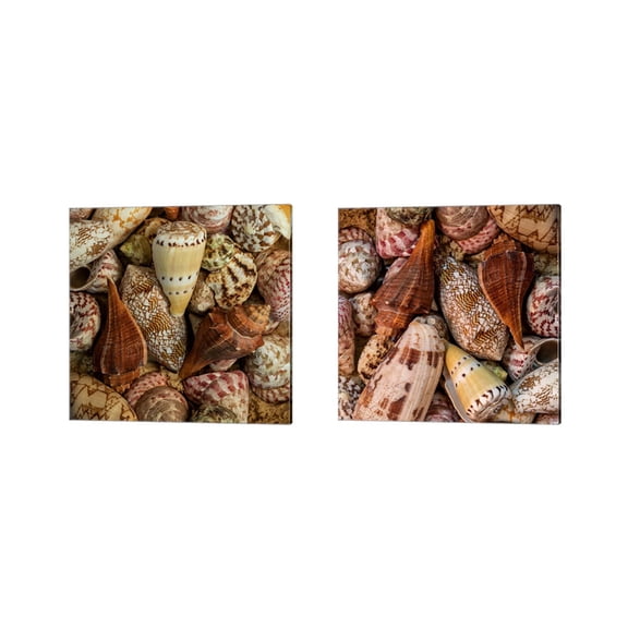 Great Art Now Mini Conch Shells by Andy Amos 2 Piece Canvas Art Set Each 14"W x 14"H