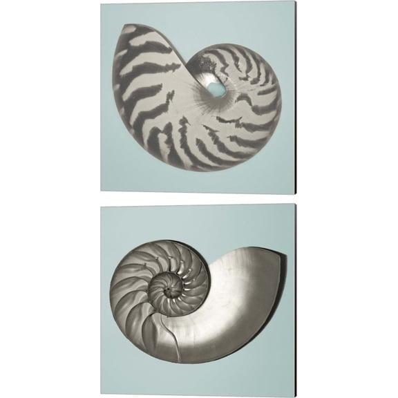 Great Art Now Noir Shell on Teal by Jairo Rodriguez 2 Piece Canvas Art Set Each 14"W x 14"H