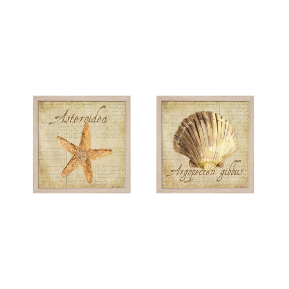 Great Art Now Oceanum Shells Beige by Tara Reed, 2 Piece Framed Art Set Each 13.5W x 13.5H