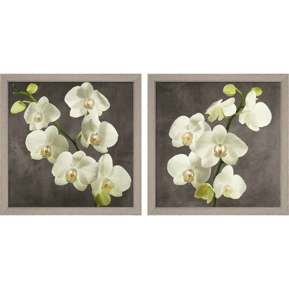 Great Art Now Orchids on Grey Background by Andrea Antinori, 2 Piece Framed Art Set Each 13"W x 13"H