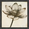 thumbnail image 1 of Great Art Now Sepia Lotus II by Patricia Pinto, Framed Wall Art, 17.5W x 17.5H, 1 of 3
