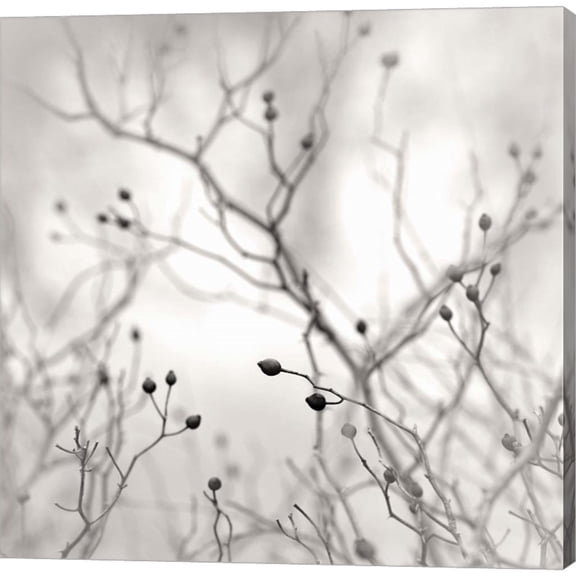 Great Art Now Winter Berries by Nicholas Bell, Canvas Wall Art, 24W x 24H