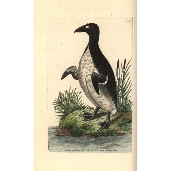 Great Auk, Pinguinus Impennis Extinct Poster Print By ® Florilegius Mary Evans (18 X 24)