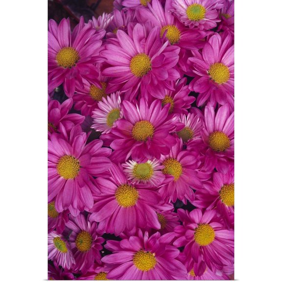 Great BIG Canvas | "A Cluster Of Pink Painted Daisies (Chrysanthemum Coccineum)" Art Print - 20x30