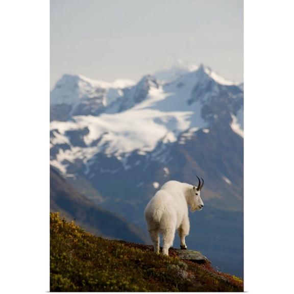 Great BIG Canvas | "A Mountain Goat stands on a ridge with the scenic Kenai Mountains" Art Print - 20x30