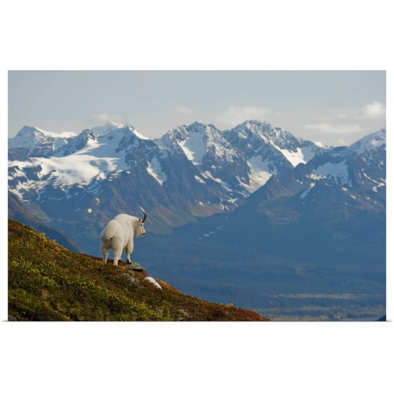 Great BIG Canvas | "A Mountain Goat stands on a ridge with the scenic Kenai Mountains" Art Print - 48x32