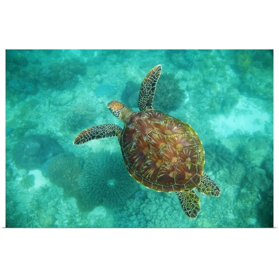 Great BIG Canvas | "A Sea Turtle Swims Underwater; Apo Island, Negros Oriental, Philippines" Art Print - 24x16