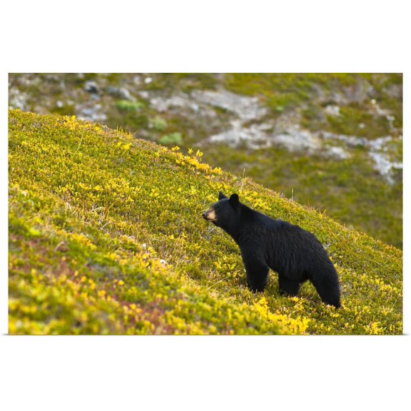 Great BIG Canvas | "A black bear foraging for berries on a hillside near the Harding Icefield Trail " Art Print - 24x16