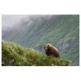 thumbnail image 1 of Great BIG Canvas | "A brown bear stands on a ridge in Amalik Bay near Geographic Harbor on the Katmai coast" Art Print - 48x32, 1 of 4