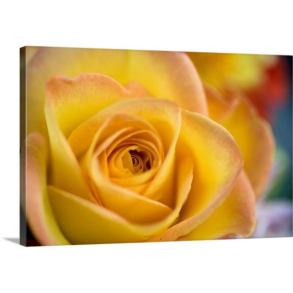 Great BIG Canvas | "A close-up of a yellow rose reveals delicate pink petal tips in Bend, Oregon" Canvas Wall Art - 30x20