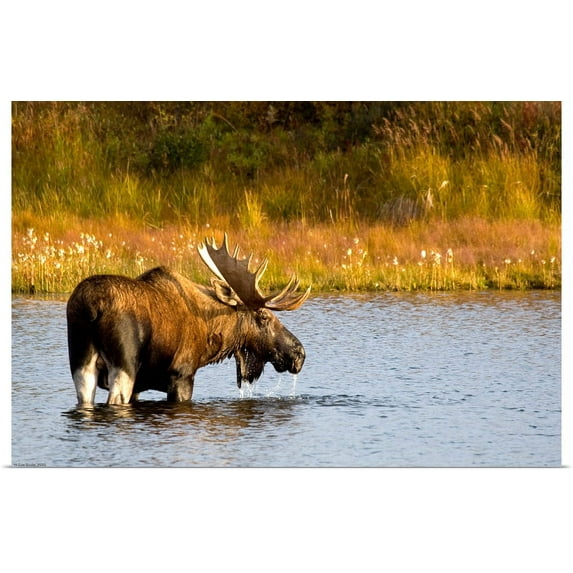 Great BIG Canvas | "A large bull moose wades through a permafrost pond in Denali National Park" Art Print - 48x32