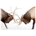 thumbnail image 1 of GBC | "A pair of large Rocky Mountain elk lock antlers and fight" Art Print - 48x32, 1 of 4