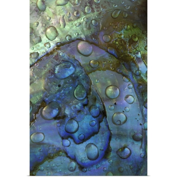 Great BIG Canvas | "Abalone shell with water drops" Art Print - 24x36