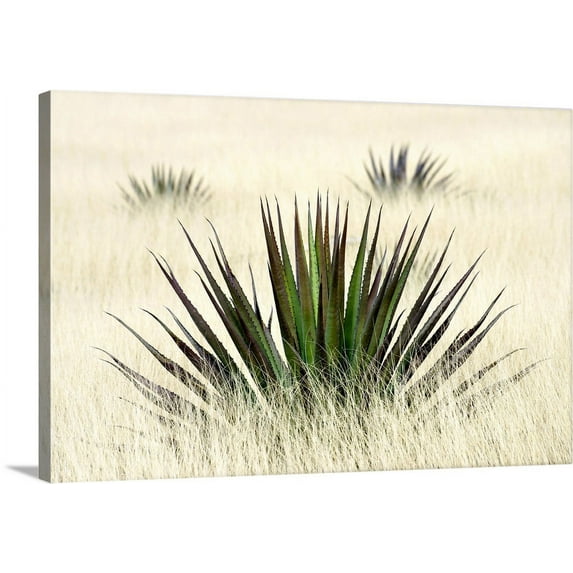 Great BIG Canvas | "Agave I" Canvas Wall Art - 30x20