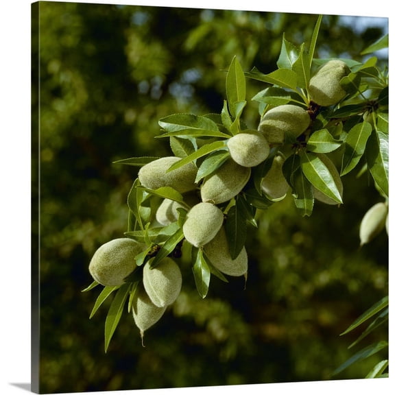 Great BIG Canvas | "An almond tree branch with Spring foliage growth and a healthy crop of mid growth nuts" Canvas Wall Art - 20x20