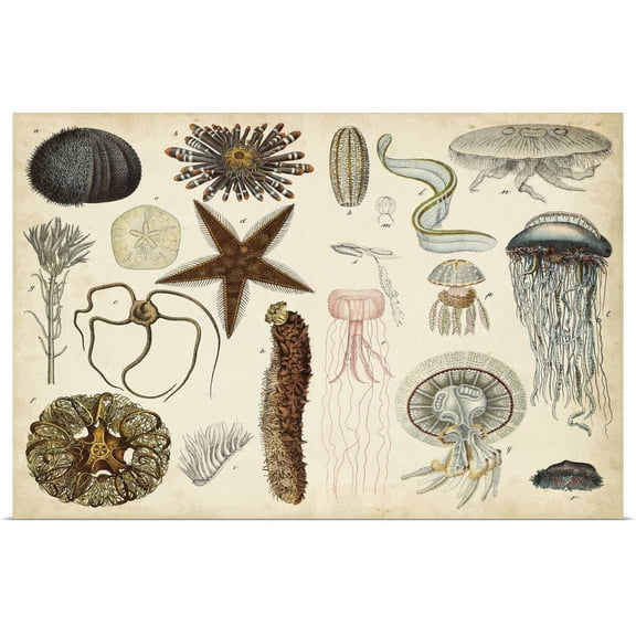Great BIG Canvas | "Antique Sealife Chart" Art Print - 48x32