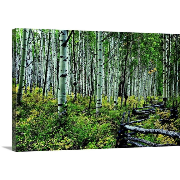 Great BIG Canvas | "Aspen Grove II" Canvas Wall Art - 30x20