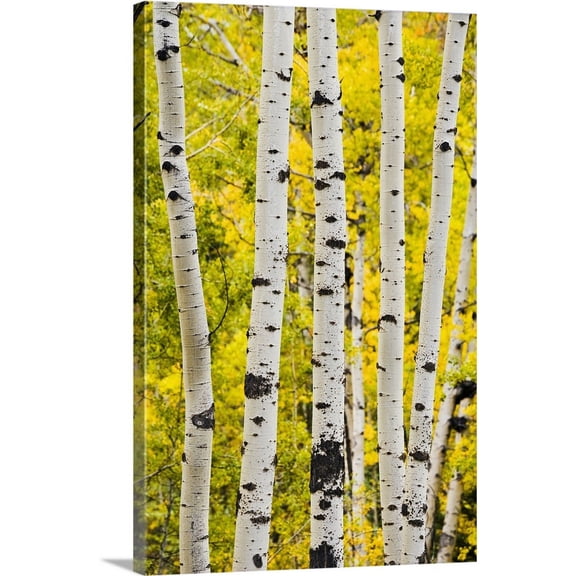 Great BIG Canvas | "Aspen In Autumn, Jasper National Park, Alberta, Canada" Canvas Wall Art - 20x30