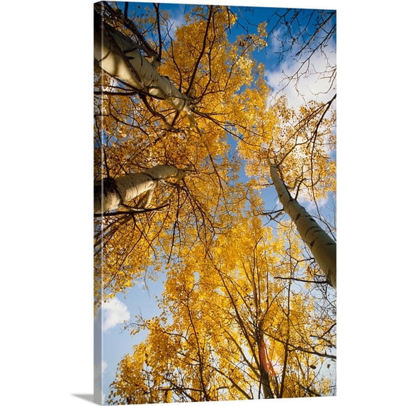 Great BIG Canvas | "Aspen Trees Fall Colors" Canvas Wall Art - 32x48
