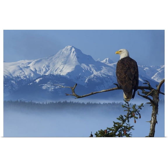 Great BIG Canvas | "Bald Eagle Perched On Spruce Branch Overlooking The Chilkat Mountains, Alaska" Art Print - 24x16
