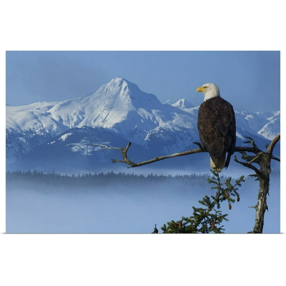 GBC | "Bald Eagle Perched On Spruce Branch Overlooking The Chilkat Mountains, Alaska" Art Print - 48x32
