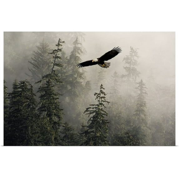 GBC | "Bald Eagle Soaring Through Misty Tongass Nat Forest Southeast Alaska" Art Print - 36x24