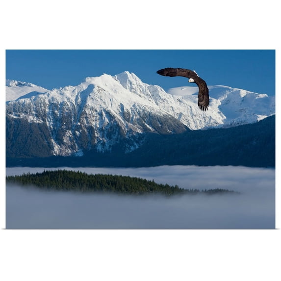 Great BIG Canvas | "Bald Eagle soars above the Inside Passage and Tongass National Forest" Art Print - 24x16