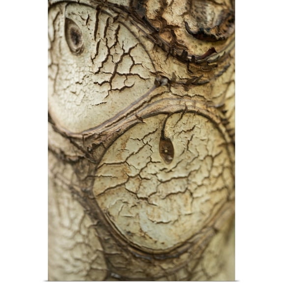 Great BIG Canvas | "Bark Detail" Art Print - 24x36