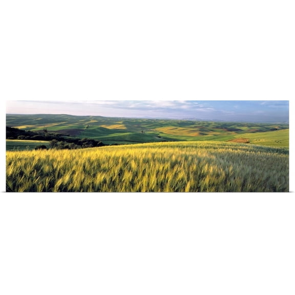 Great BIG Canvas | "Barley fields cover much of the rolling hills of the Palouse region, Washington" Art Print - 60x20