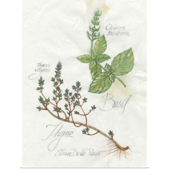 Great BIG Canvas | "Basil And Thyme" Art Print - 18x24