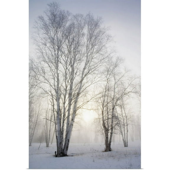 Great BIG Canvas | "Birch Trees In The Fog In Winter, Ontario, Canada" Art Print - 20x30