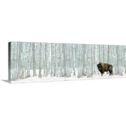Great BIG Canvas | "Bison Standing In Snow Among Poplar Trees In Elk Island National Park Alberta, Canada" Canvas Wall Art - 60x20