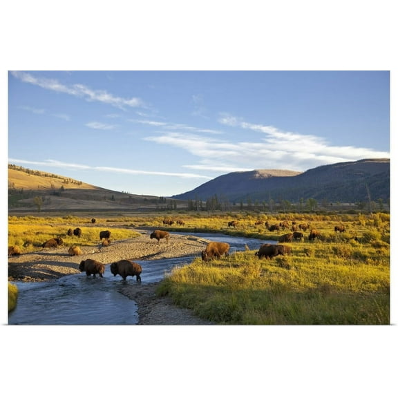 GBC | "Bison herd in the Lamar Valley of Yellowstone National Park in Wyoming" Art Print - 24x16