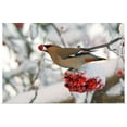 thumbnail image 1 of Great BIG Canvas | "Bomenian Waxwing" Art Print - 24x16, 1 of 4