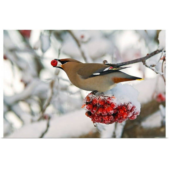 Great BIG Canvas | "Bomenian Waxwing" Art Print - 30x20