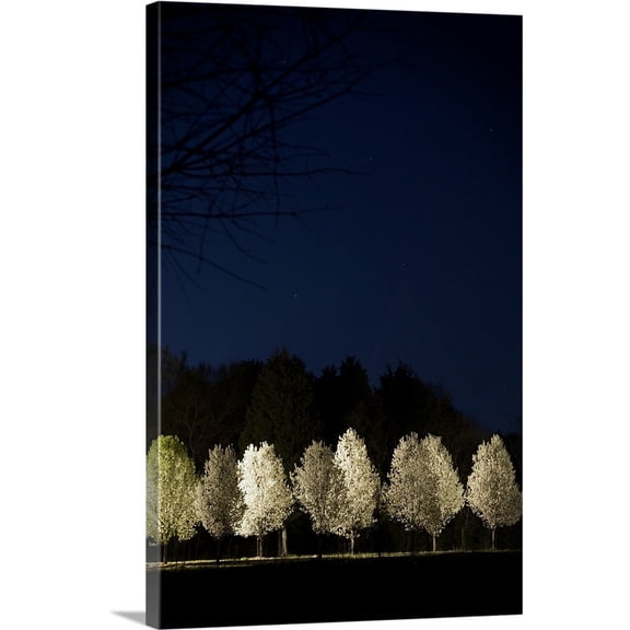 Great BIG Canvas | "Bradford Pear Trees, Tennessee" Canvas Wall Art - 24x36