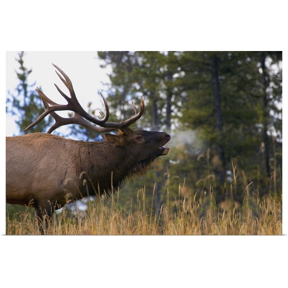 Great BIG Canvas | "Bull Elk Bugling; Jasper National Park, Alberta, Canada" Art Print - 24x16