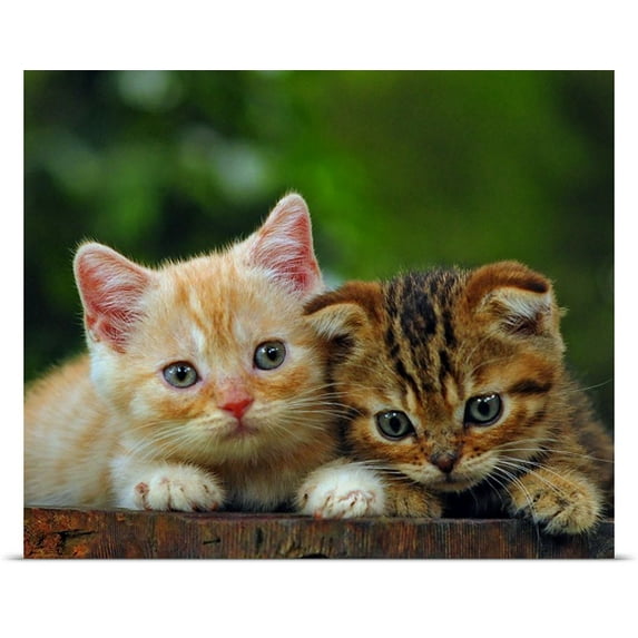 Great BIG Canvas Cacang Effendi Poster Print entitled Cute Kittens