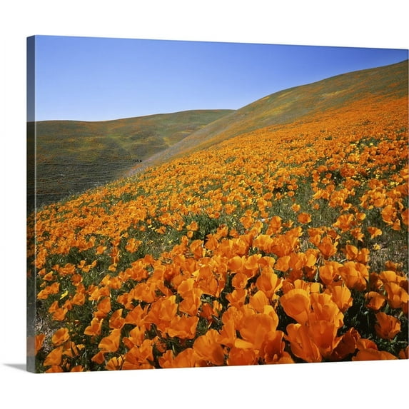 Great BIG Canvas | "California, Tehachapi Mountains, California Poppies" Canvas Wall Art - 30x24