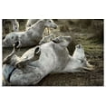 thumbnail image 1 of Great BIG Canvas | "Camargue horses playing in the dirt, Arles, France" Art Print - 30x20, 1 of 4