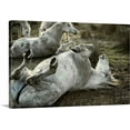 thumbnail image 1 of Great BIG Canvas | "Camargue horses playing in the dirt, Arles, France" Canvas Wall Art - 36x24, 1 of 2