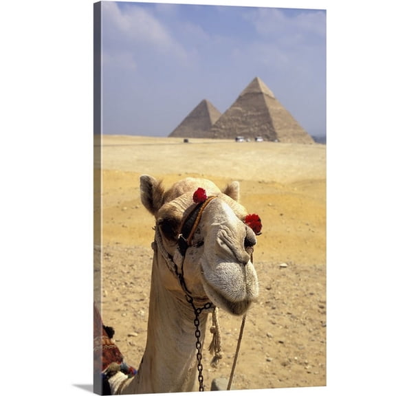 Great BIG Canvas | "Camel Looking At Camera With Pyramids In The Background, Giza, Egypt" Canvas Wall Art - 20x30