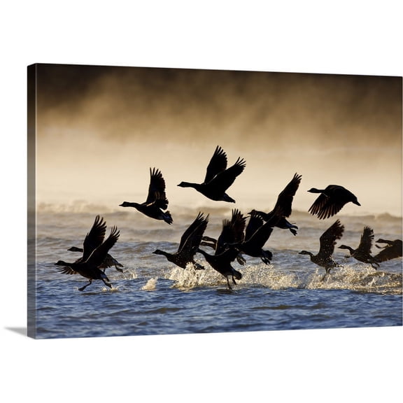 Great BIG Canvas | "Canada Geese take flight on a misty winter morning, Lynn Canal, Southeast Alaska, Winter" Canvas Wall Art - 30x20