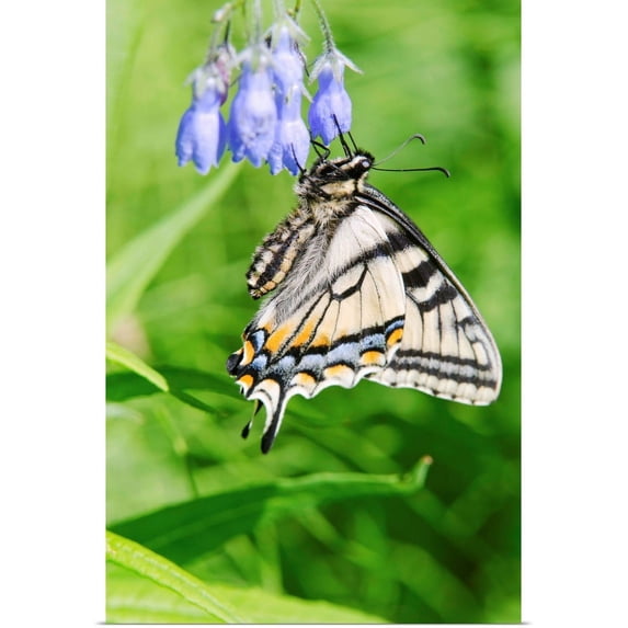 Great BIG Canvas | "Canadian Tiger Swallowtail Butterfly feeds on a Chiming Bell, Fairbanks, Interior Alaska" Art Print - 24x36