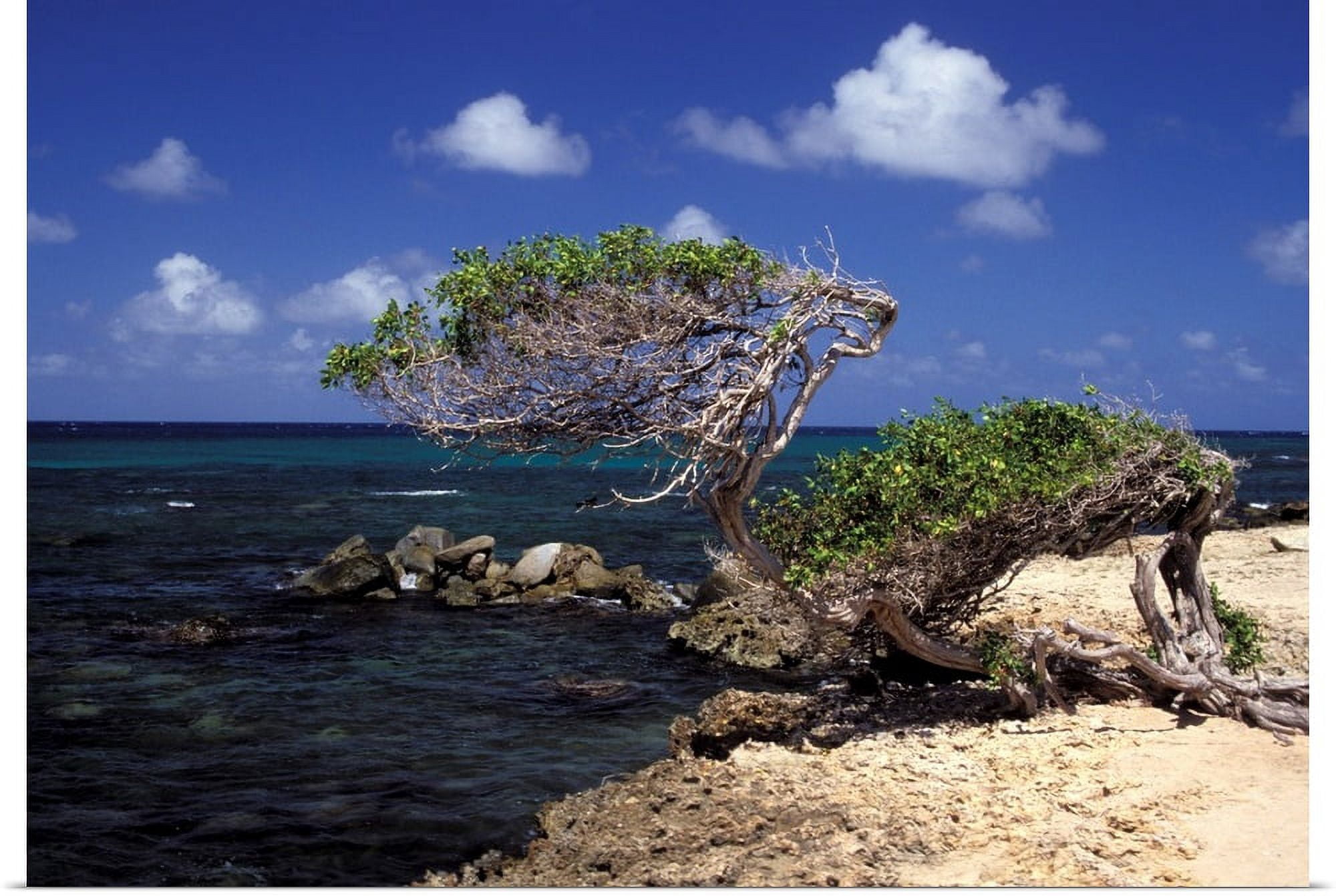 Divi Divi Tree Paintings