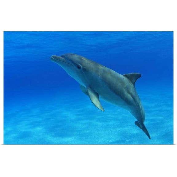 Great BIG Canvas | "Caribbean, Bahamas, Bahama Bank, Atlantic Bottlenose Dolphin" Art Print - 24x16