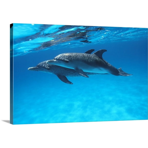 Great BIG Canvas | "Caribbean, Bahamas, Pair Of Spotted Dolphins Underwater Near Surface" Canvas Wall Art - 24x16