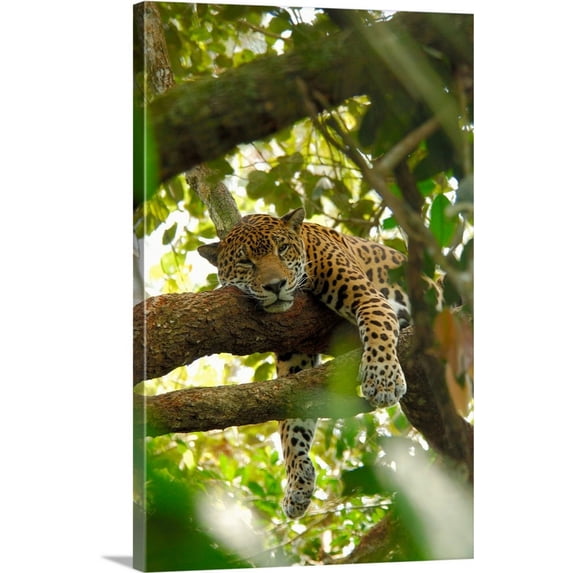 Great BIG Canvas | "Central America, Belize, Jaguar" Canvas Wall Art - 24x36
