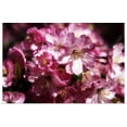 thumbnail image 1 of Great BIG Canvas | "Cherry Blossoms II" Art Print - 24x16, 1 of 4